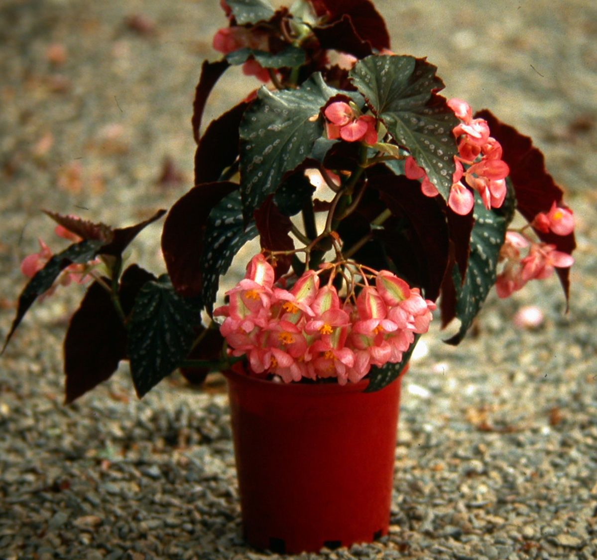 B. ‘Annan Star’